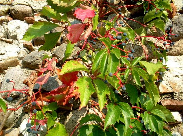 Parthenocissus quinquefolia / Vite canadese comune